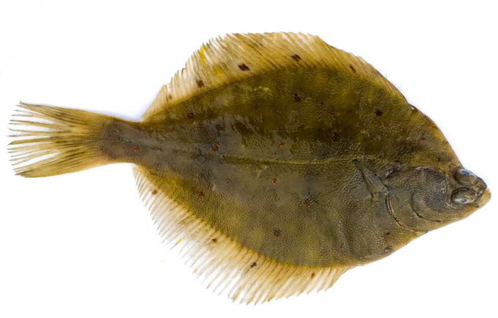 Pleuronectes platessa_04.jpg